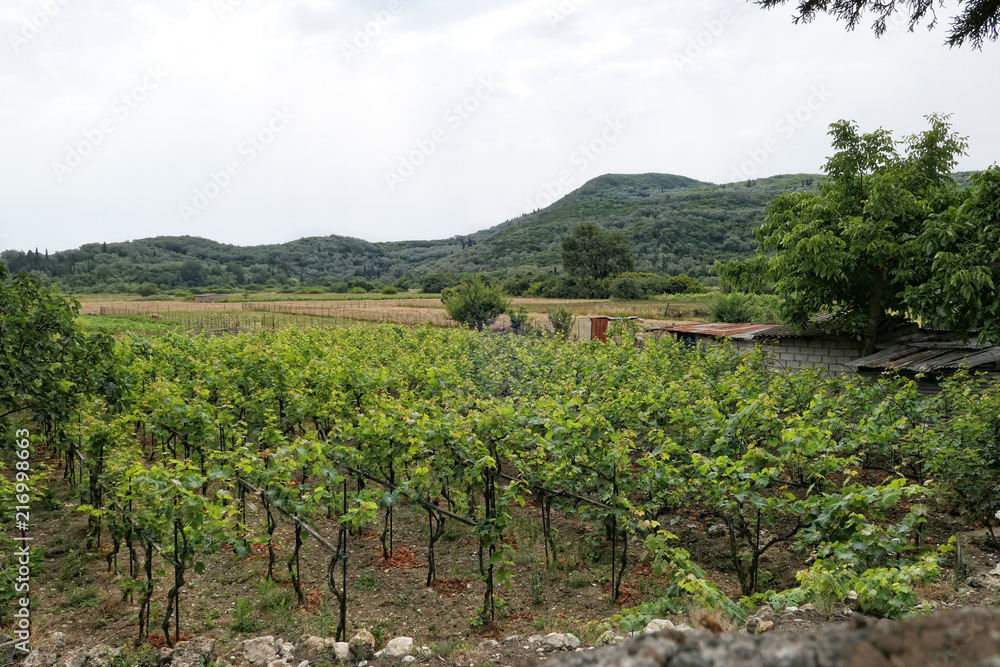 Vineyard at village Liapades at Corfu Island (Greece)