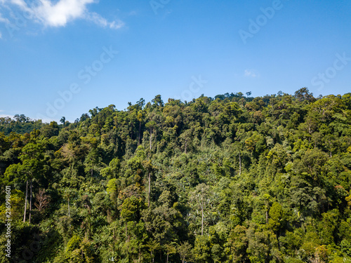 Aerial drone view of lush, green tropical rainforest
