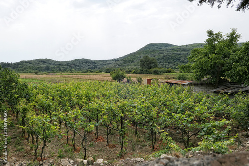 Vineyard at village Liapades at Corfu Island  Greece 