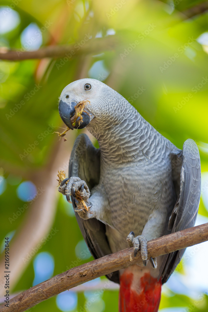 Obraz premium Parrot gray.