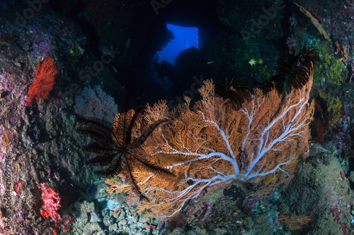An underwater swim through on a deep, tropical coral reef in Thailand