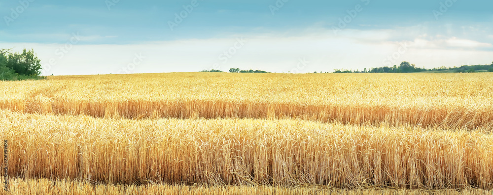 Naklejka premium Waves of wheat