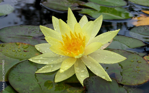 Drops on Lilly