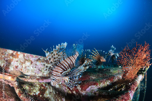 Several colorful Lionfish hunting at dawn on a deep shipwreck on a tropical coral reef