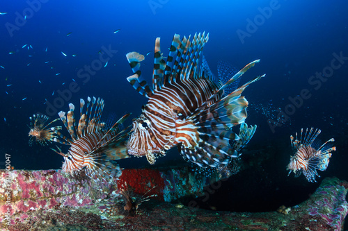 Several colorful Lionfish hunting at dawn on a deep shipwreck on a tropical coral reef