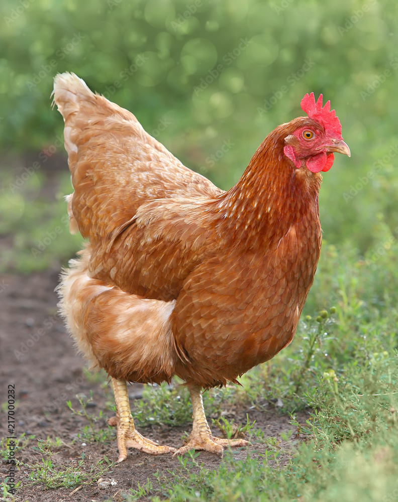 Fototapeta premium brown hen looking for food in the farm yard. Chickens. Free Range Cock and Hens