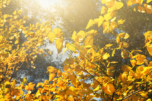 Branch with yellow leaves against sun light
