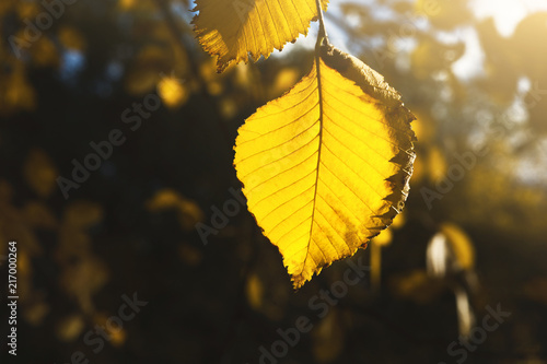 Tree branch with yellow leaves in autumn forest