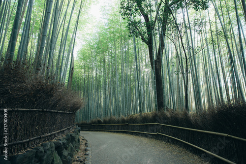 Bamboo forest walkway with film vintage style