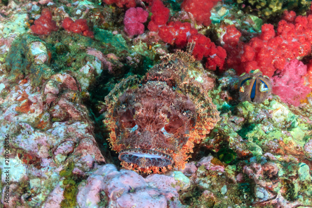 A well camouflaged Scorpion Fish on a tropical coral reef