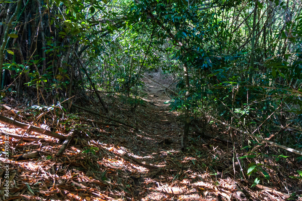 A track leading off into dense tropical rainforest A track leading off into dense tropical rainforest