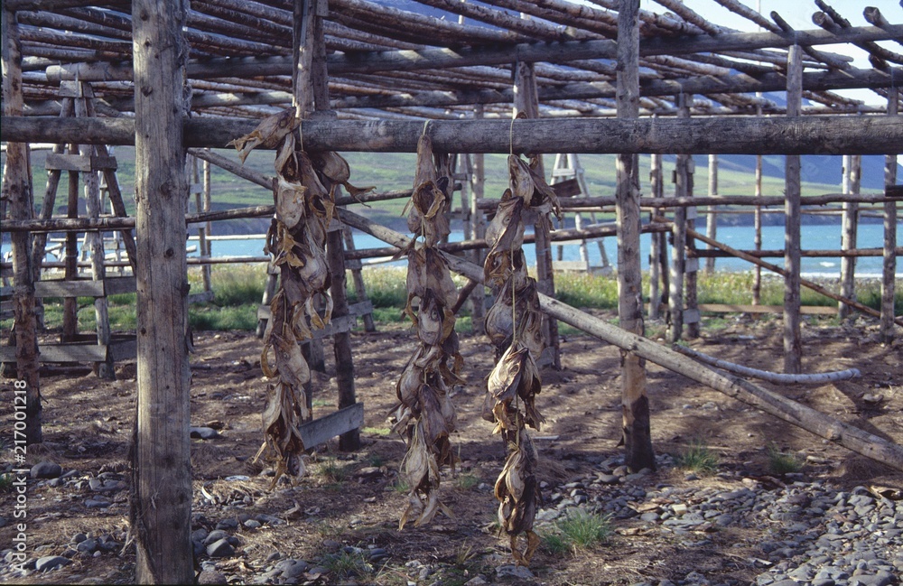 iceland, stockfish, klippfish, dry fish, air, travel, food, fishermen ...