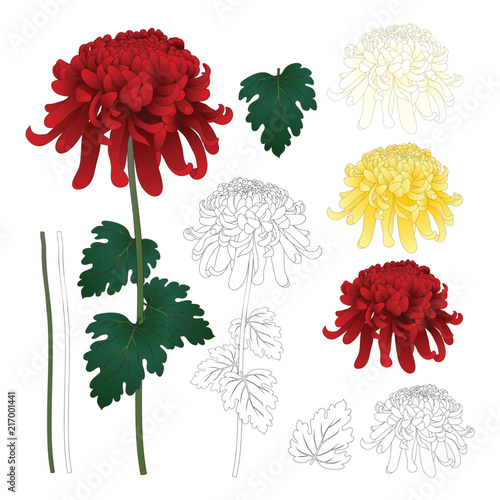 Red, White, Yellow Chrysanthemum with Outline photo
