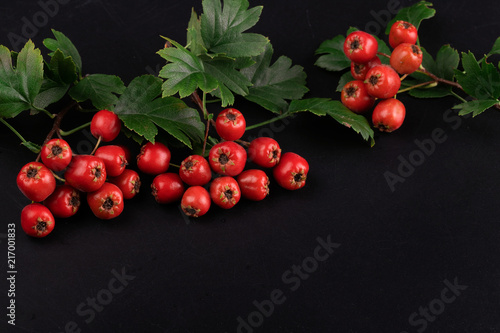 berry red whitethorn on a branch with green leaves