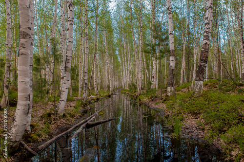Russian birch