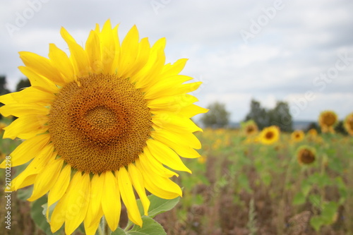 Sunflower with green field an cloudy sky