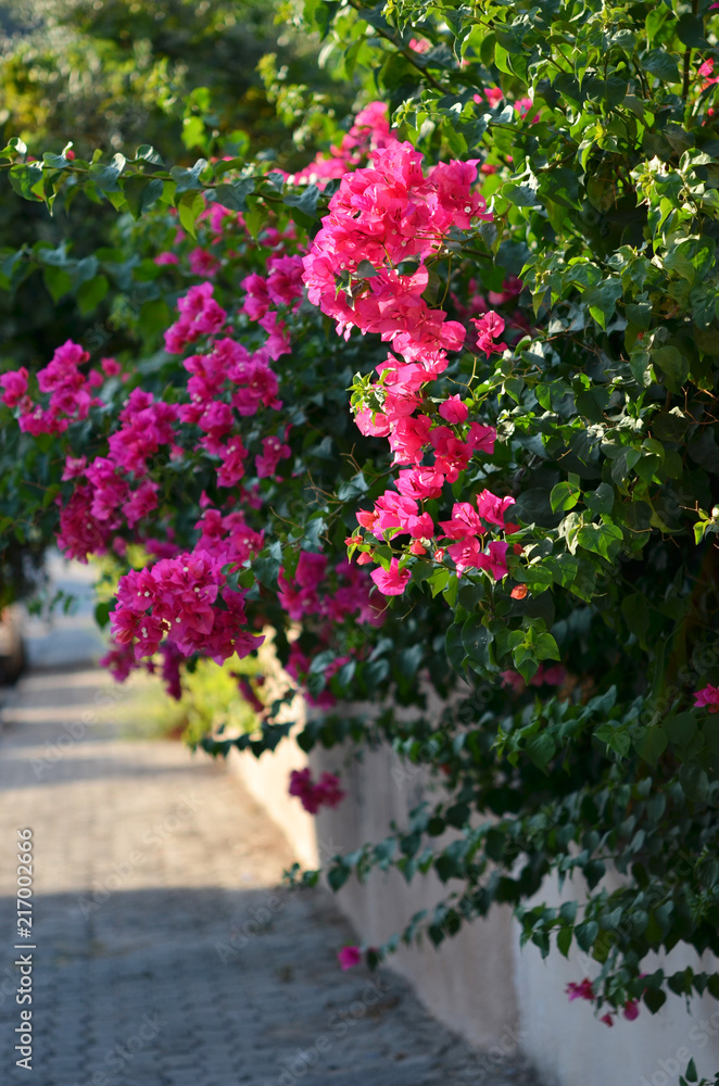 Typical Mediterranian outdoor street exterior in summer. Bougainvillea  flowers blooming Stock Photo | Adobe Stock