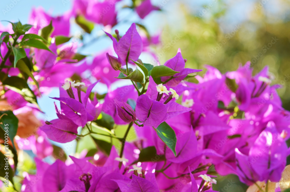 Bougainvillea flowers close up. Blooming bougainvillea. Floral background.