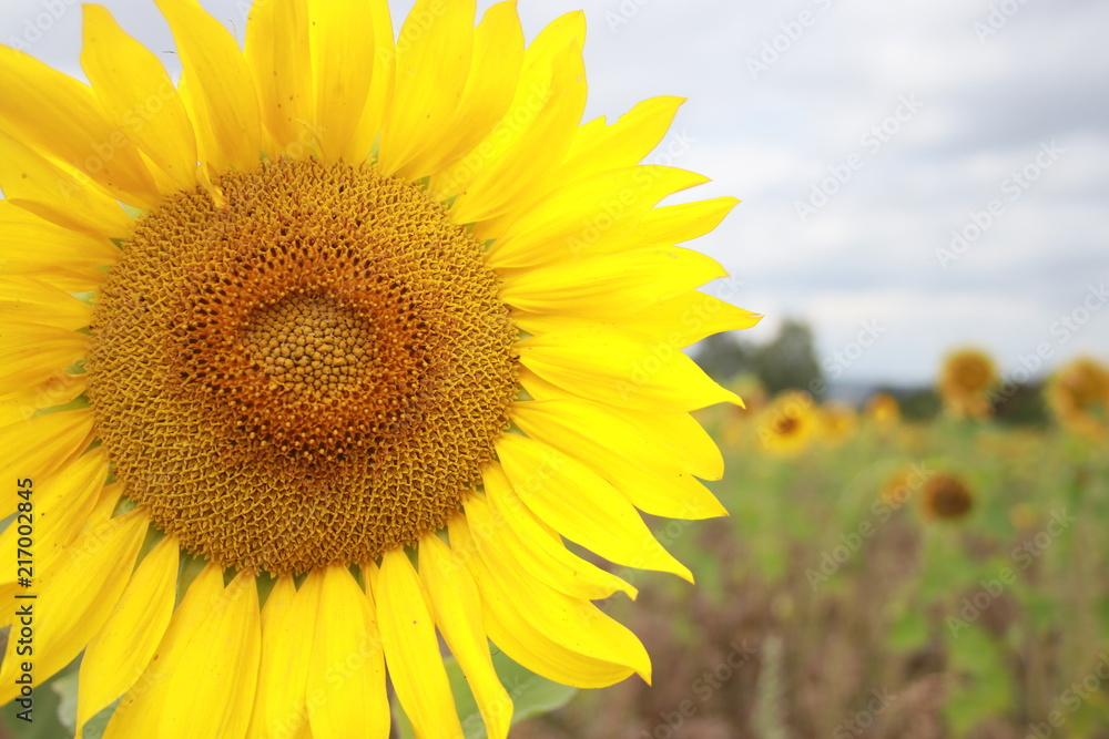 Sunflower with green field an cloudy sky Sunflower with green field an cloudy sky