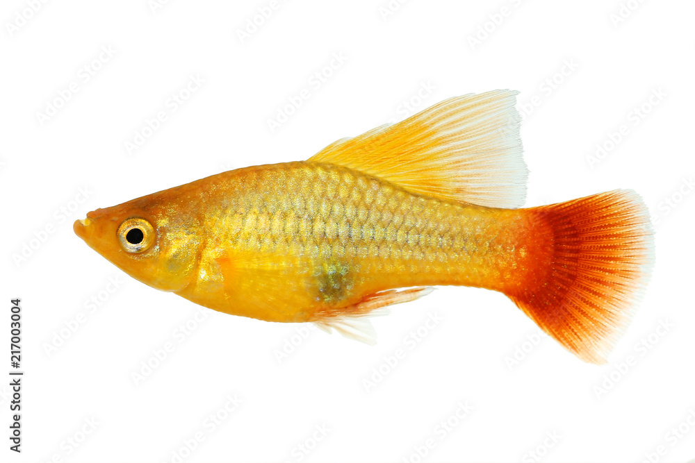 Fototapeta premium Hi Fin Platy platy male Xiphophorus maculatus tropical aquarium fish 