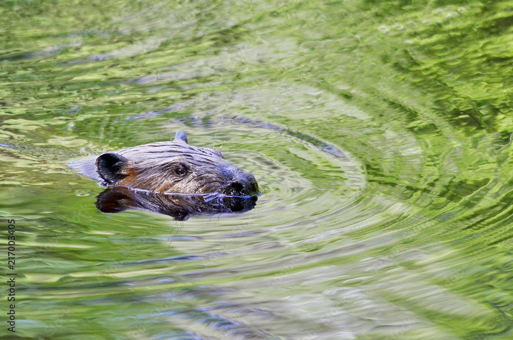 Beaver swimming in a Green Reflection, Ontario, Canada Beaver swimming in a Green Reflection, Ontario, Canada