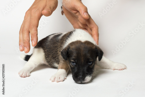 Puppy lies on a white background, pick up, thoroughbred, fox terrier