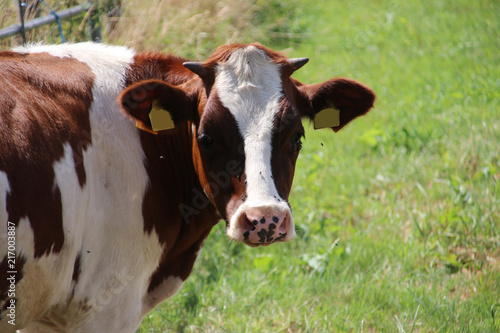 Red and white frisian cows on the grass on meadow in the Netherlands.