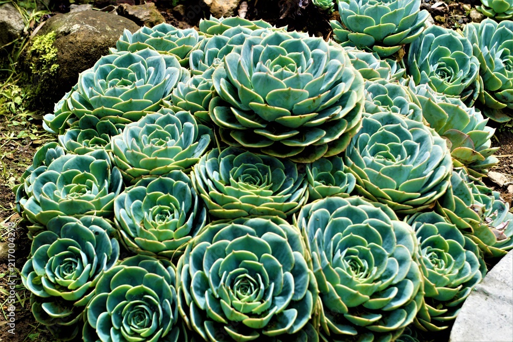 Some Sempervivum plants spotted in stone garden Some Sempervivum plants spotted in stone garden