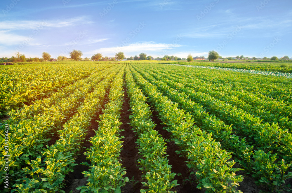 potato plantations grow in the field. vegetable rows. farming, agriculture. Landscape with agricultural land. crops