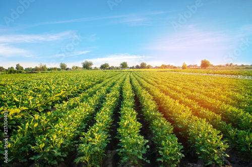 Tableau sur toile potato plantations grow in the field