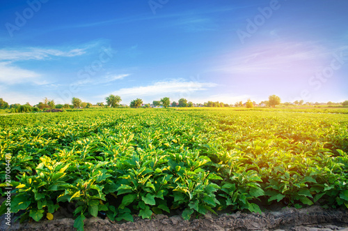 aubergine plantations grow in the field. vegetable rows. farming  agriculture. Landscape with agricultural land. crops