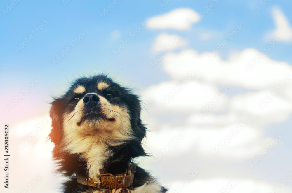 Obraz premium portrait of a black dog on a blue sky background. domestic pet, animal. place for text. copyspace