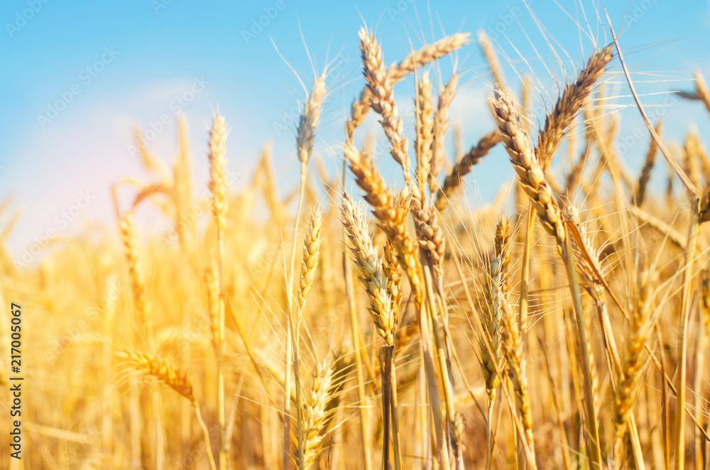 wheat spike and blue sky close-up. a golden field. beautiful view. symbol of harvest and fertility. Harvesting, bread. wheat spike and blue sky close-up. a golden field. beautiful view. symbol of harvest and fertility. Harvesting, bread.