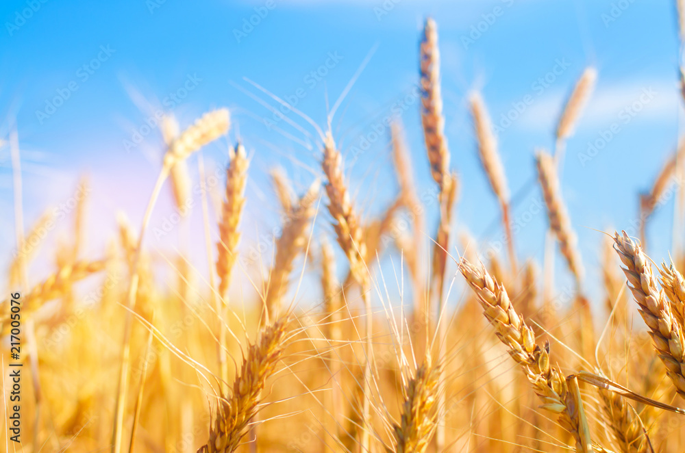 wheat spike and blue sky close-up. a golden field. beautiful view. symbol of harvest and fertility. Harvesting, bread. wheat spike and blue sky close-up. a golden field. beautiful view. symbol of harvest and fertility. Harvesting, bread.