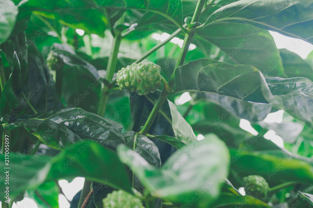 Fototapeta premium Fresh Noni Fruit on tree in garden .