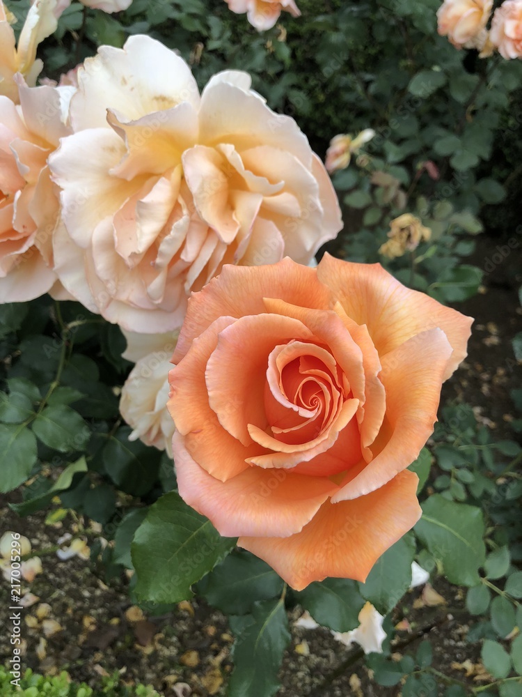 Pink Orange Roses Pink Orange Roses
