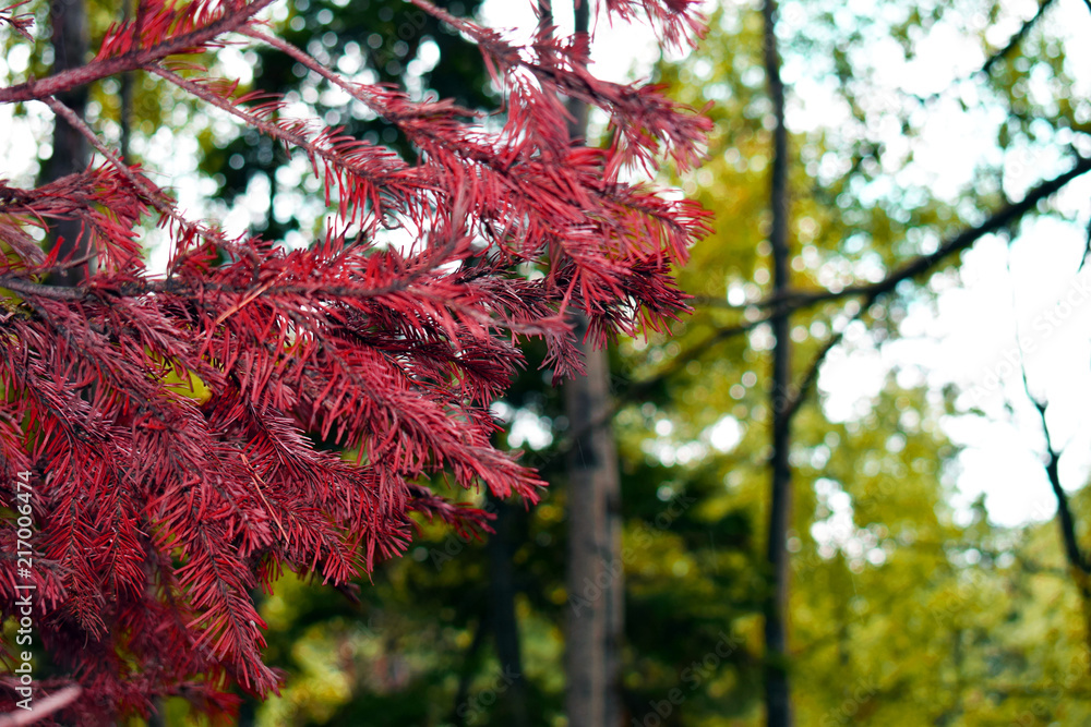 Beautiful autumn red leaves. The unusual color of the plants. Spruce branch on a background of nature. Beautiful autumn red leaves. The unusual color of the plants. Spruce branch on a background of nature.