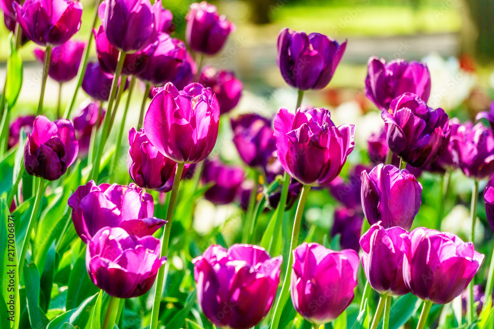 Obraz premium Tulips
