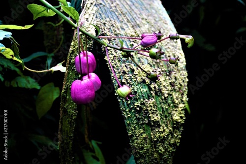 An unidentified plant with pink balloon fruits photo