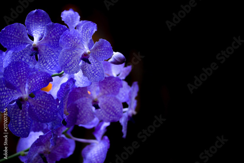 Obraz na plátně Purple singapore orchid or vanda orchid and black background