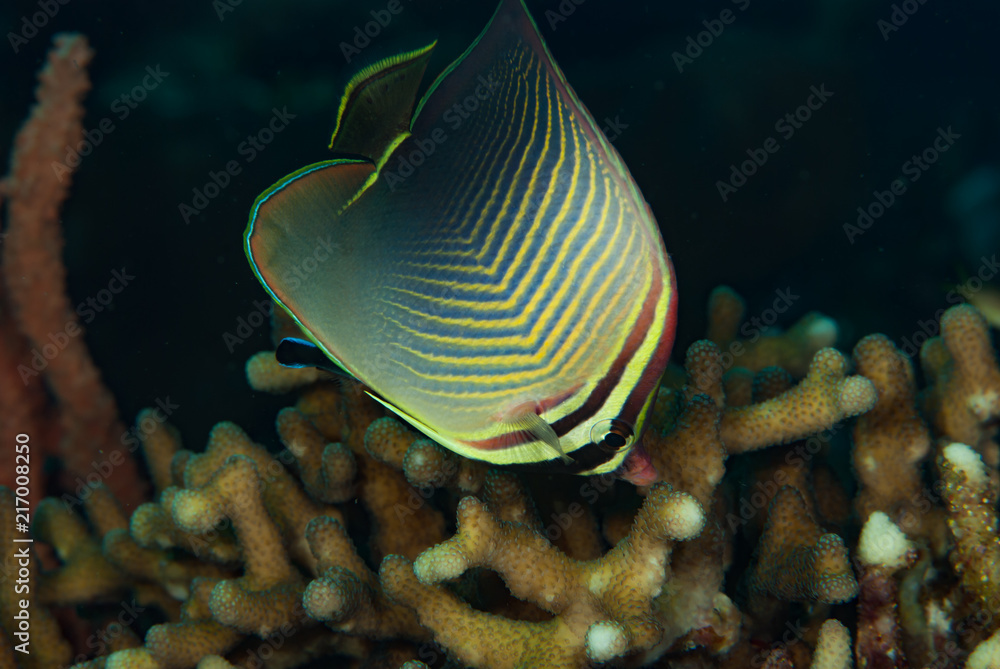 Obraz premium Butterflyfish