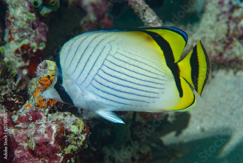 Bild auf Leinwand Vagabund Butterflyfish Chaetodon vagabundus