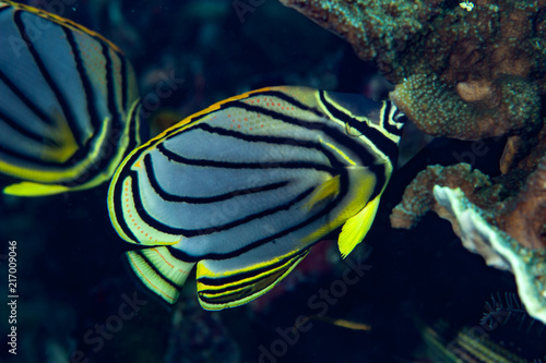 Meyer Butterflyfish Chaetodon meyeri © Francesco