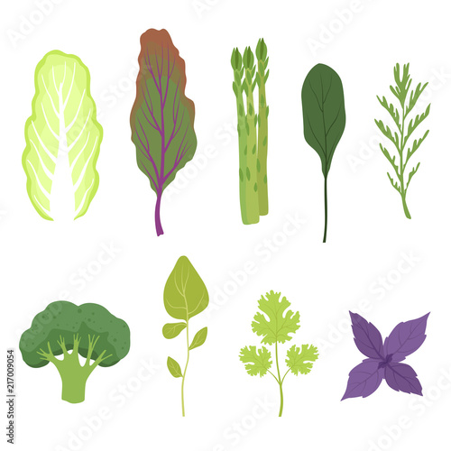 Fresh salad greens and leaves set, vegetarian healthy aromatic herbs and leafy vegetables for cooking vector Illustrations on a white background