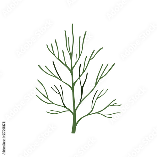 Green fresh dill leaf  vegetarian healthy food  aromatic organic herb for cooking vector Illustration on a white background