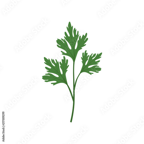 Fresh green parsley leaf, vegetarian healthy food, organic culinary aromatic herb vector Illustration on a white background