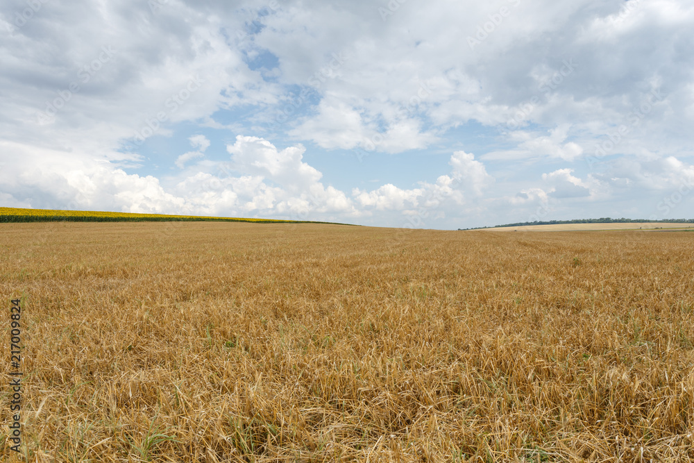 Beautiful rural landscape wheat field
