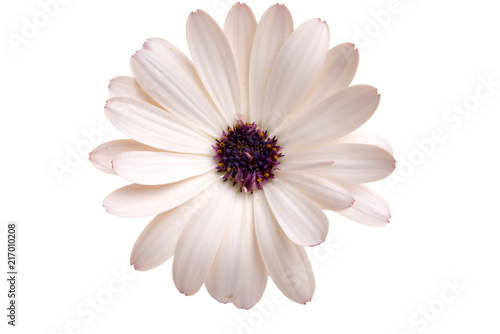 beautiful osteospermum or african daisy flower isolated on white photo