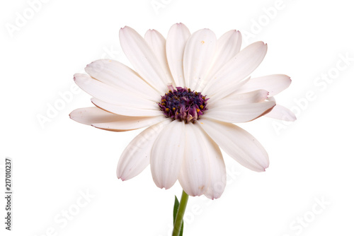 beautiful osteospermum or african daisy flower isolated on white