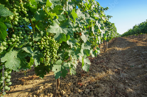 inside a vineyard in el Penedes region, Catalunya, spain photo